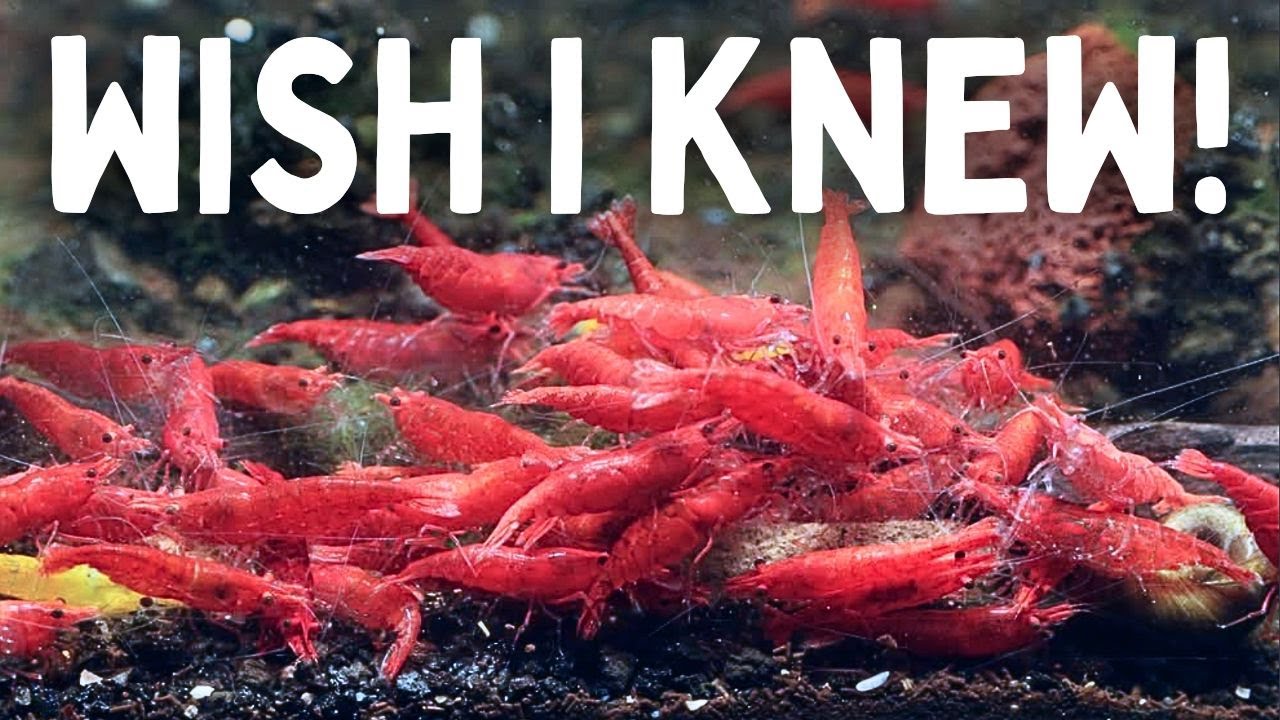 10 Things I Wish I Knew Before Getting Aquarium Shrimp