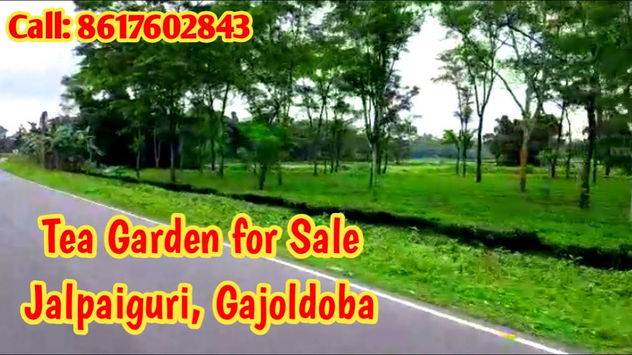 Tea Garden for Sale in Jalpaiguri, Gajoldoba | Flat Land House Buy & Sale in Jalpaiguri Siliguri