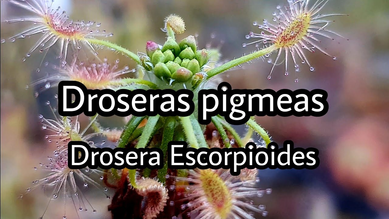 Droseras pigmeas - Drosera Scorpioides | Plantas carnivoras