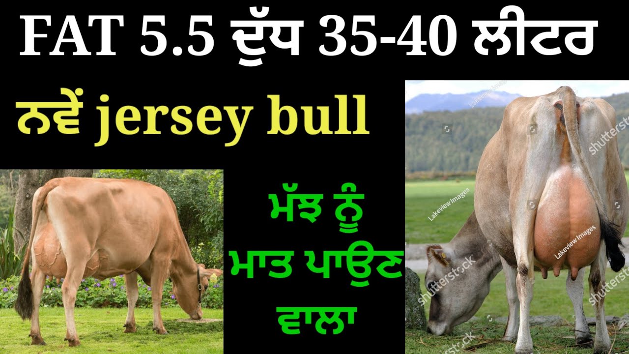 milk 35-40 litre Fat 5.5 best NEW imported JERSEY bulls ABS