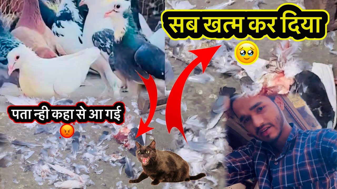 Sab Khatam Kar Gayi 🥹 #harshpigeontips #pets #birds #vlog #harshloft 