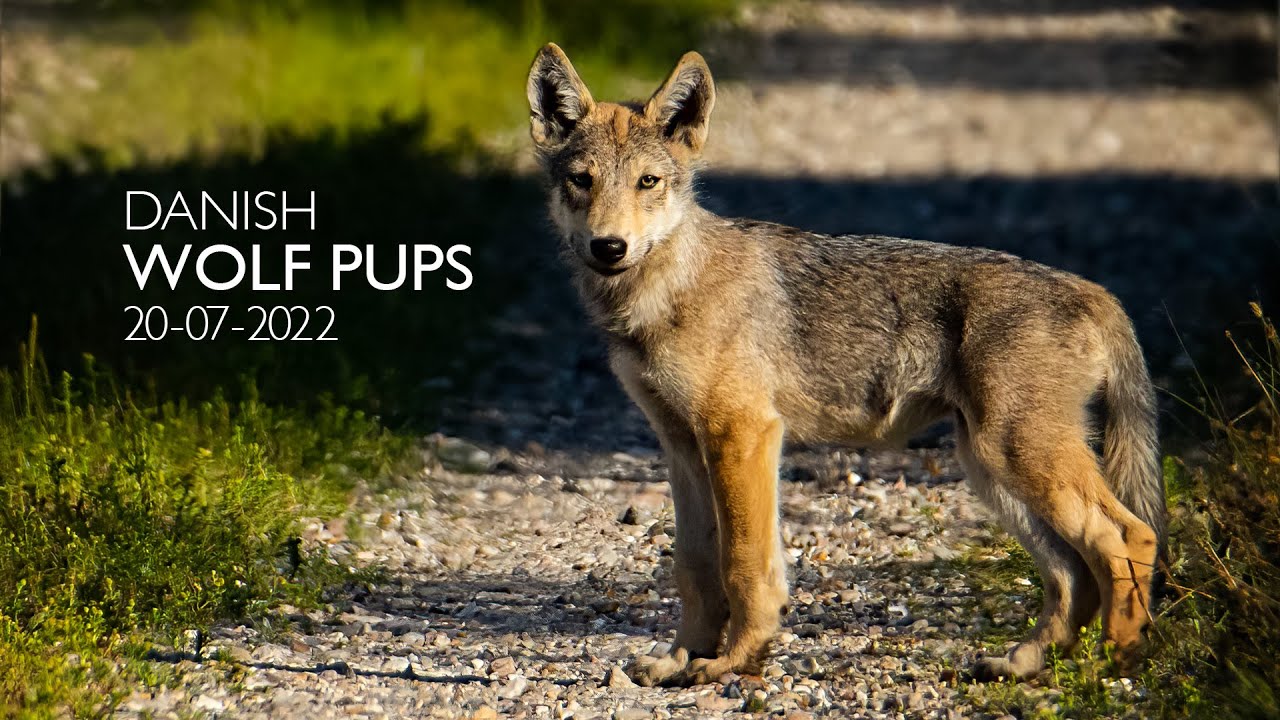 Danish Wolf Pups - 20-07-2022