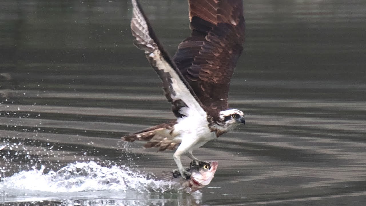 （ミサゴ）食事の邪魔したカラスに報復？