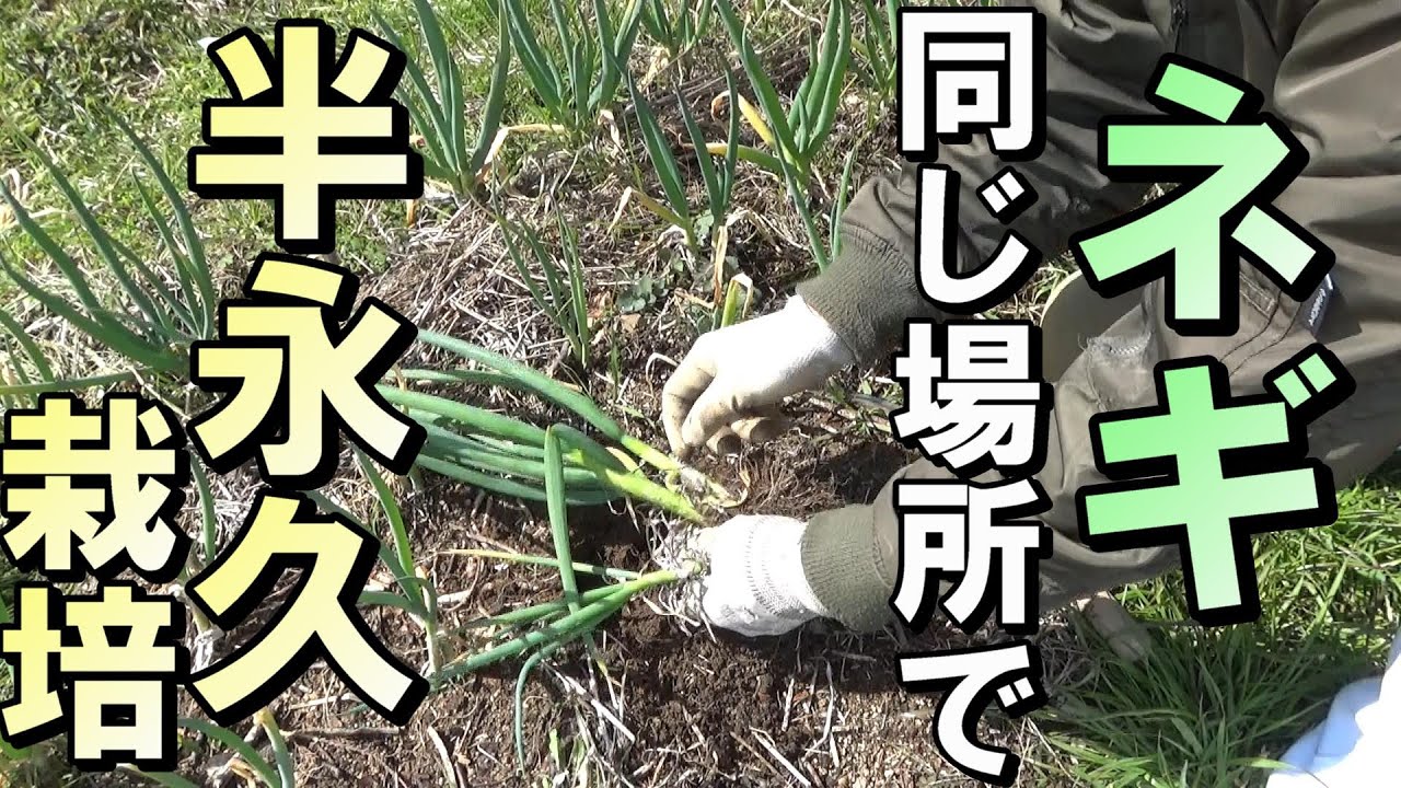 【自然農】ネギを同じ場所で育て続けるときの注意点　2024年3月12日【natural farming】