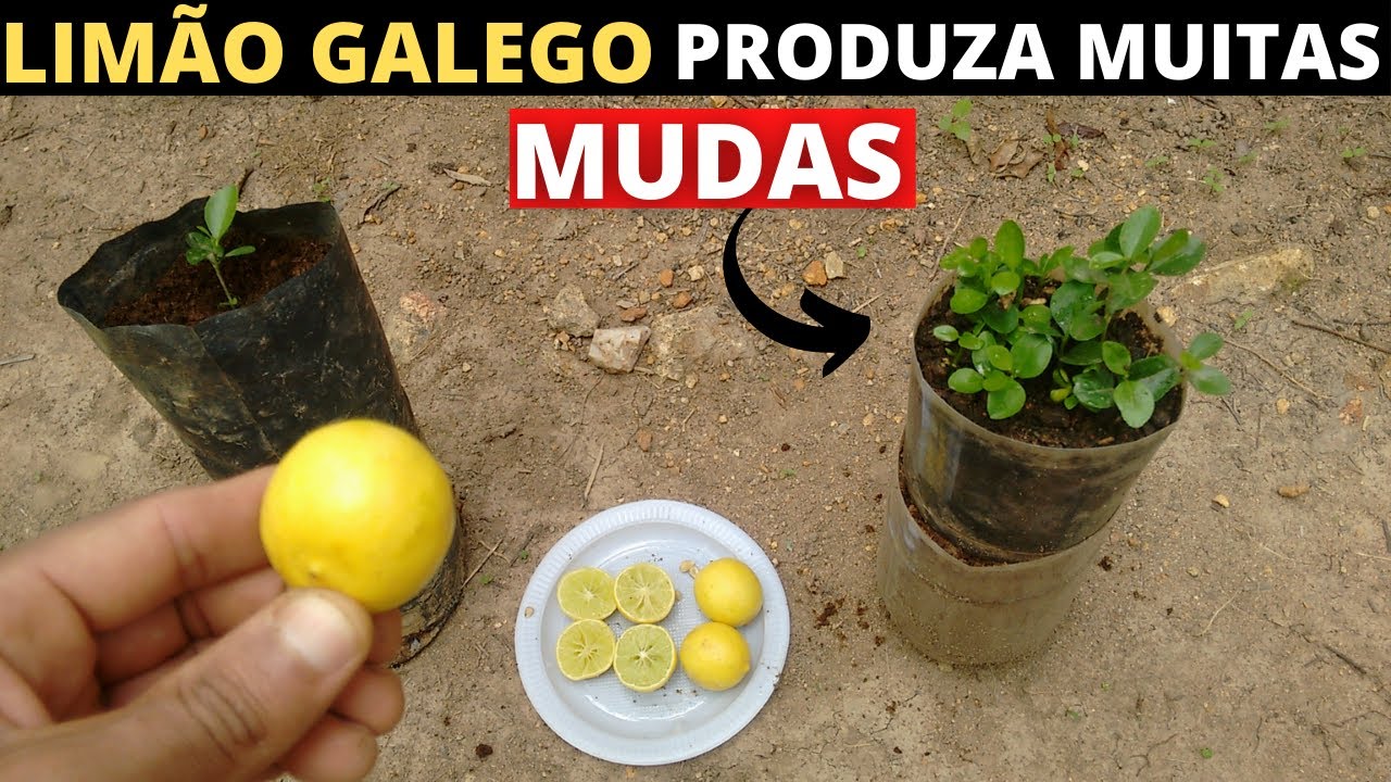 como plantar lim&atilde;o galego