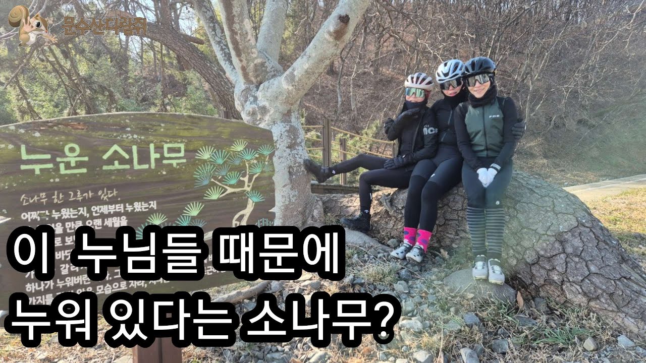 엄청나게 큰 소나무가 누워있는 자전거 코스 #동해농장 #누운소나무 #옛고을 #청국장정식 #아이엠바이크 #amflow #텔레메트리 4K영상 gpx파일첨부