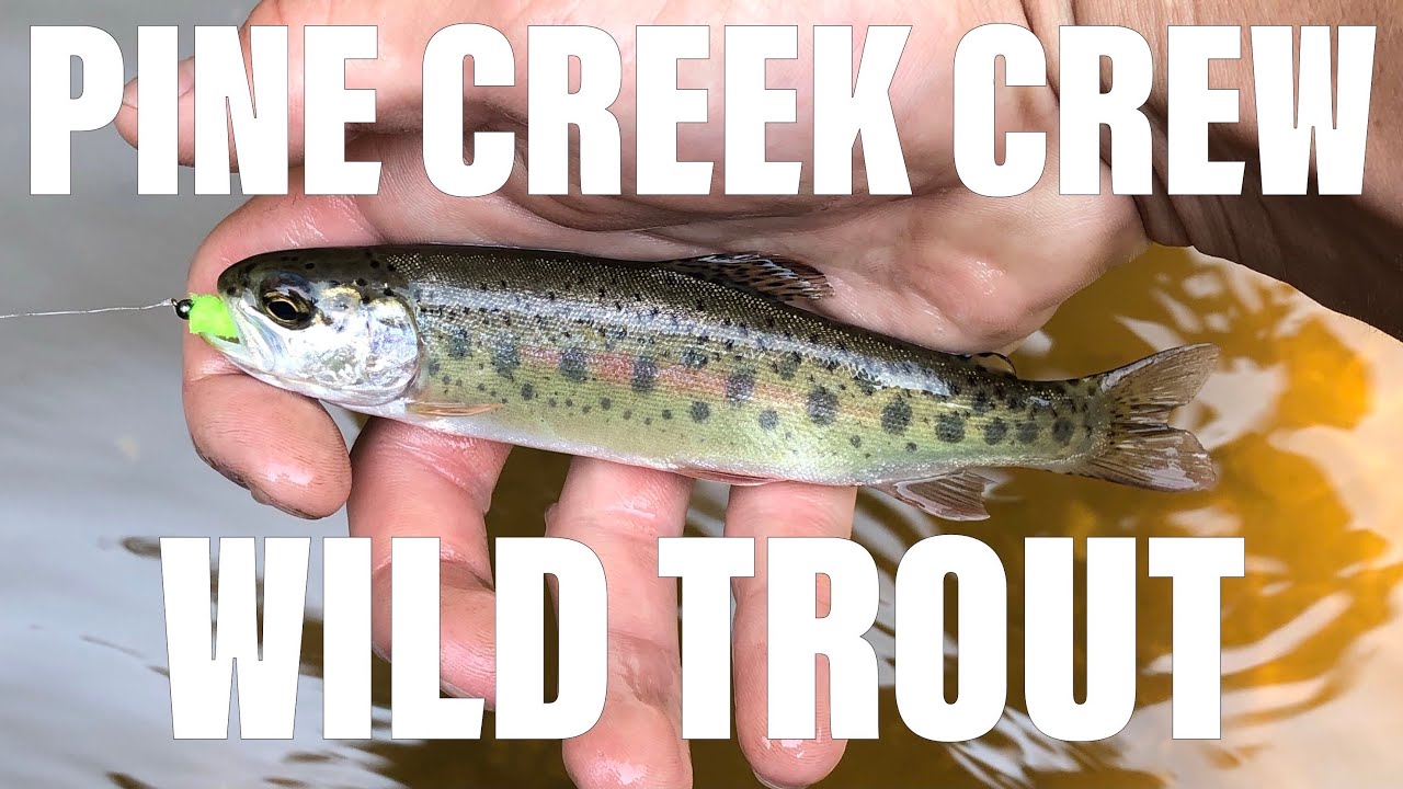 PCC Northern Michigan Fly Fishing Wild Rainbow and Brown Trout