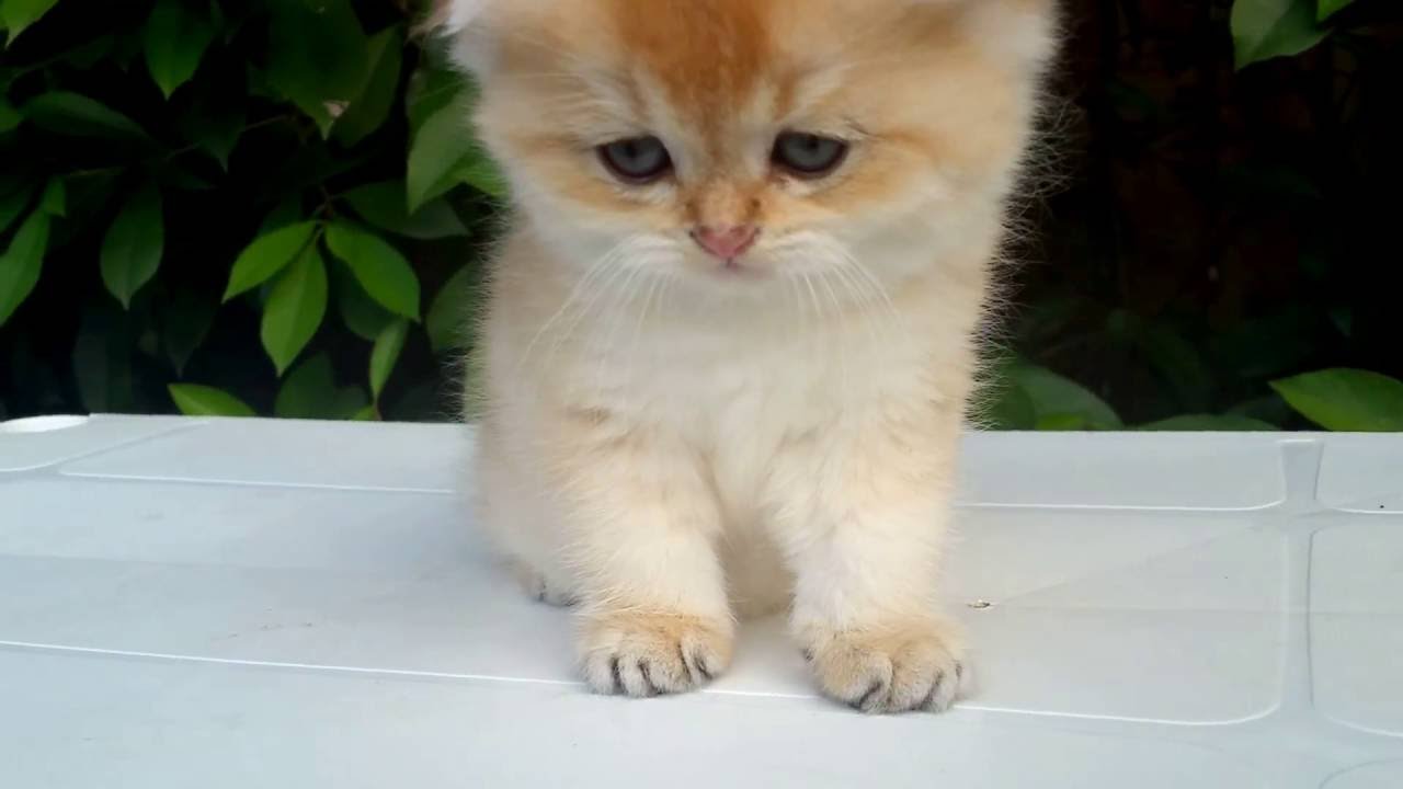Scottish fold golden chinchilla