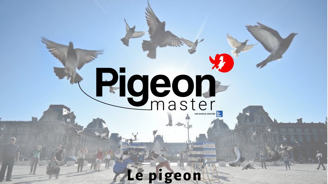 Pigeon-Master : Le Pigeon / The pigeon (English subtitles)