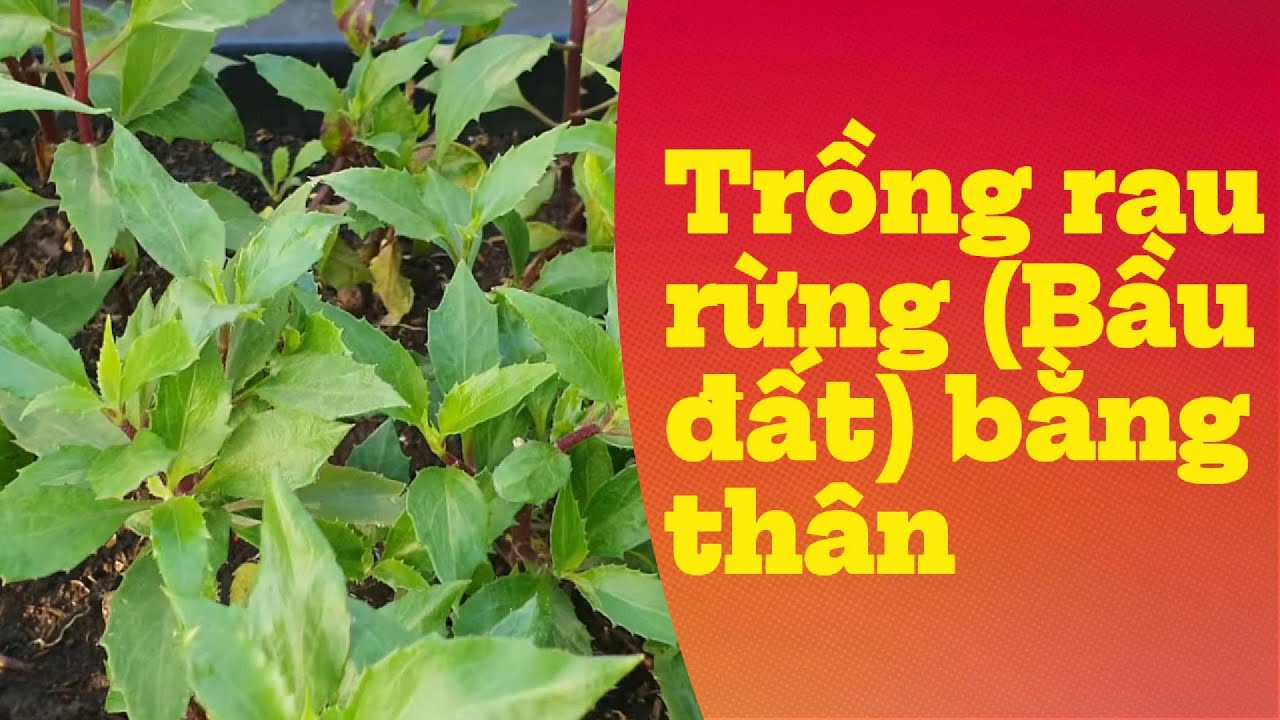 Trồng rau rừng Bầu đất bằng thân