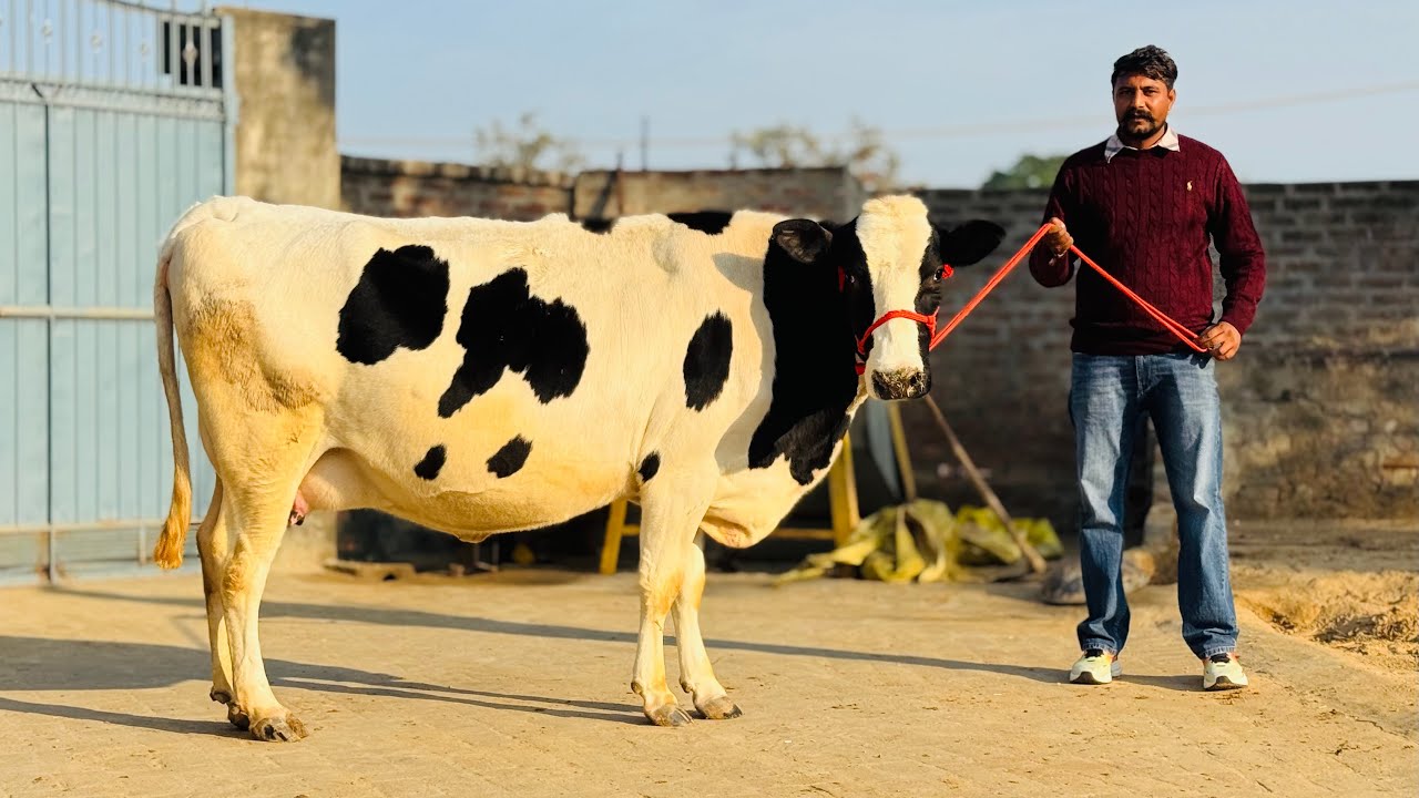 15 HF Cow Available || Price Start 70,000 || All India Delivery 