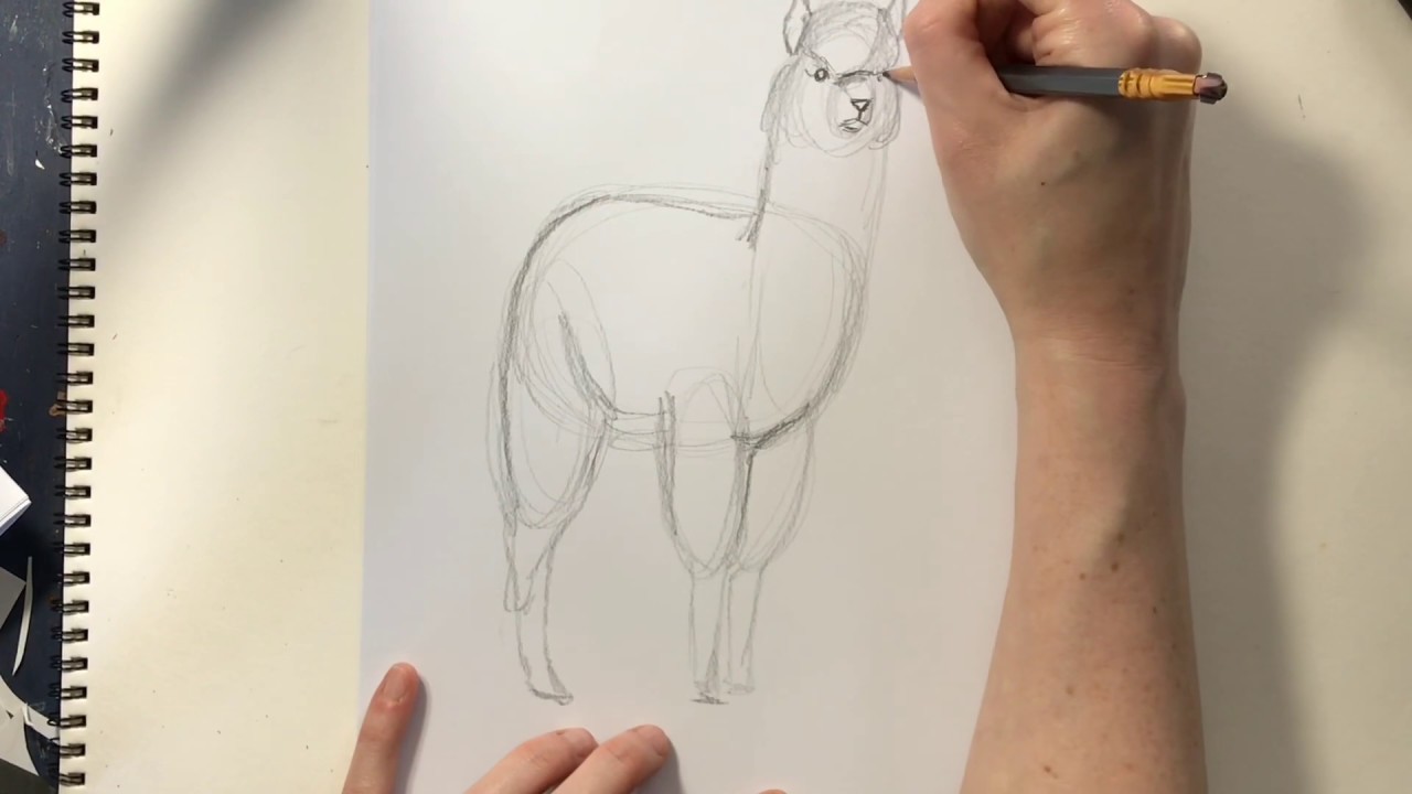 Alpaca Day!