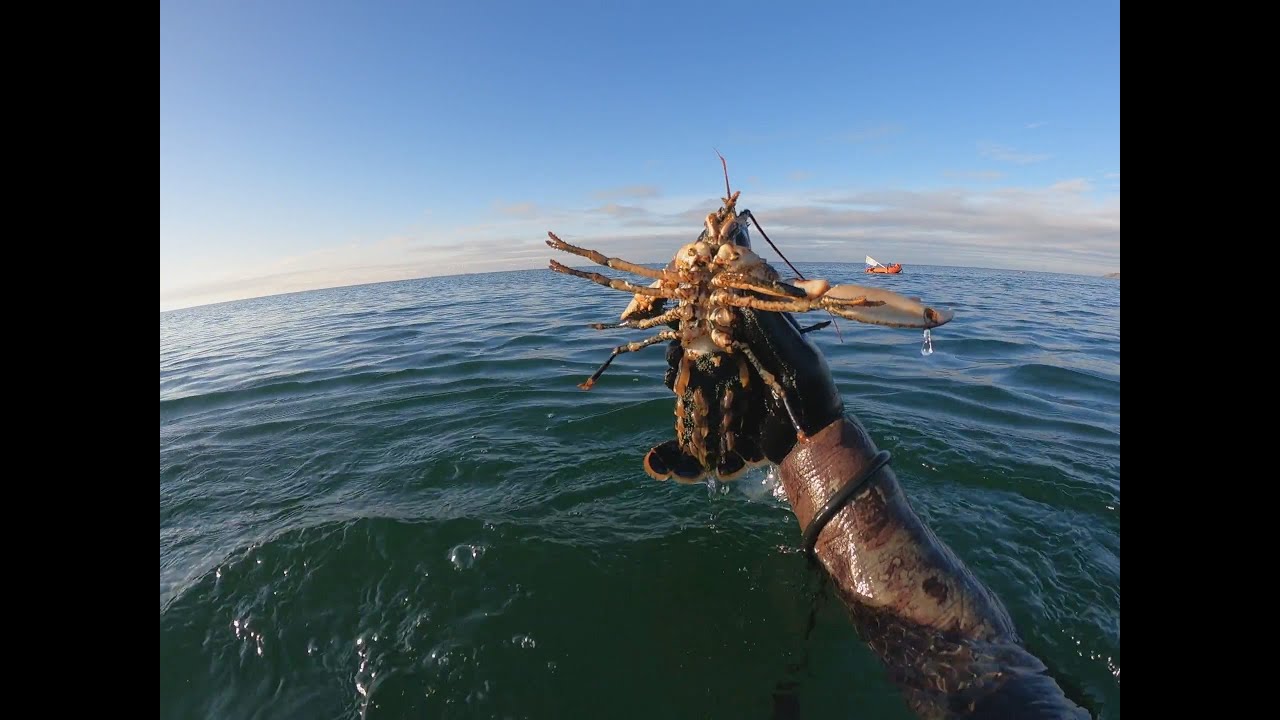 UV Jagt - Hummer tur til Limfjorden