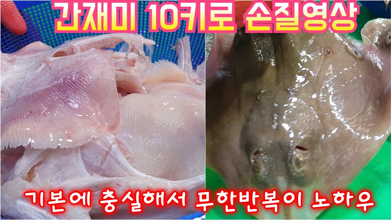 [가오리 손질법] 수산물 손질달인이 알려 드리는 가오리(간재미(홍어) 10kg 손질영상). 무한반복하면 어느순간 나도 전문가^^ How to fillet Red stingrays.