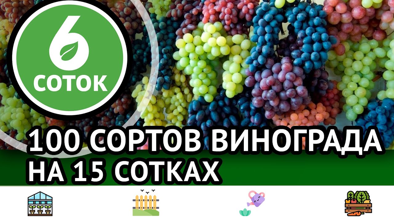 100 сортов винограда на 15 сотках. 6 соток 12.09.2022