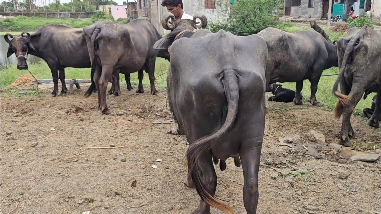 जालौर मारवाड़ राजस्थान की #मुर्रा_भैंस 60- 65 हजार मे अल्ताफ डेरी फार्म से खरीदे #murrhabhains