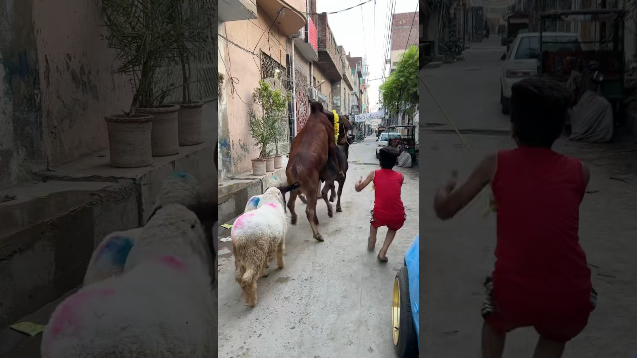 Cow Qurbani 2025❤️🤣ya kya hora ha? #qurbani2025 #qurbani #cowlover #cowmandi #dance #india #goat