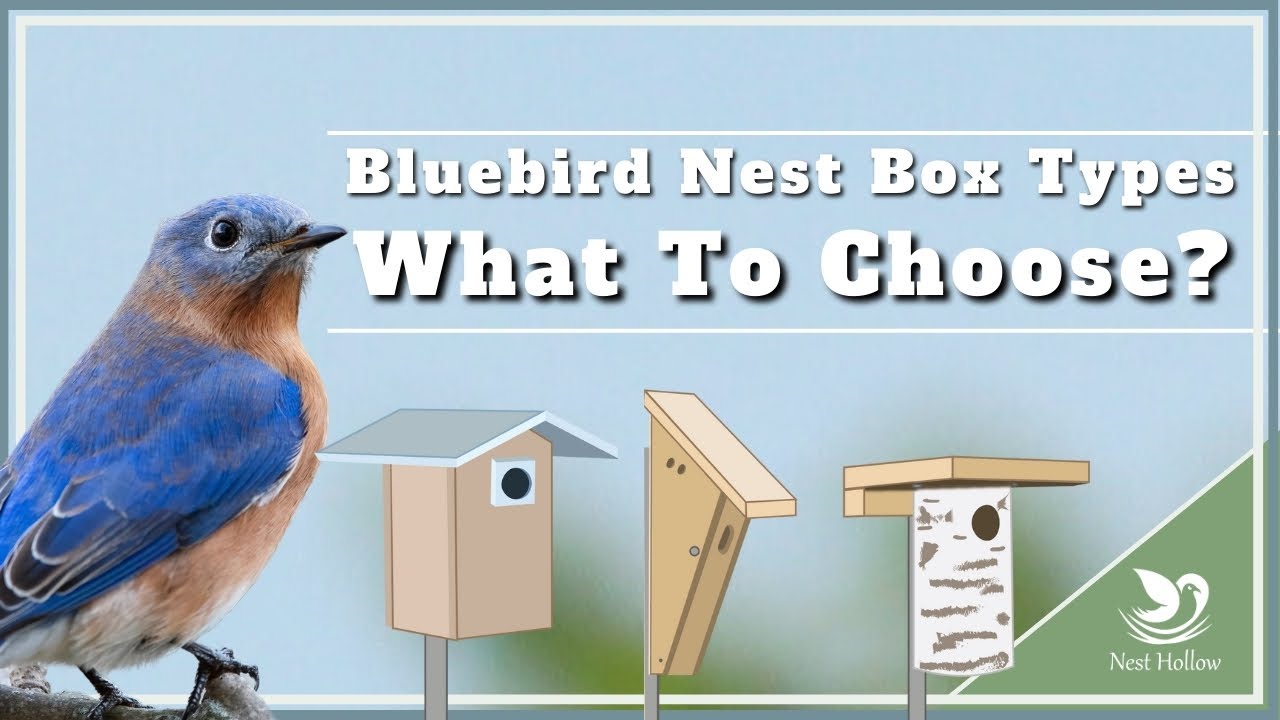 What Type of Bluebird House To Choose   Amazon Options with Recommendations