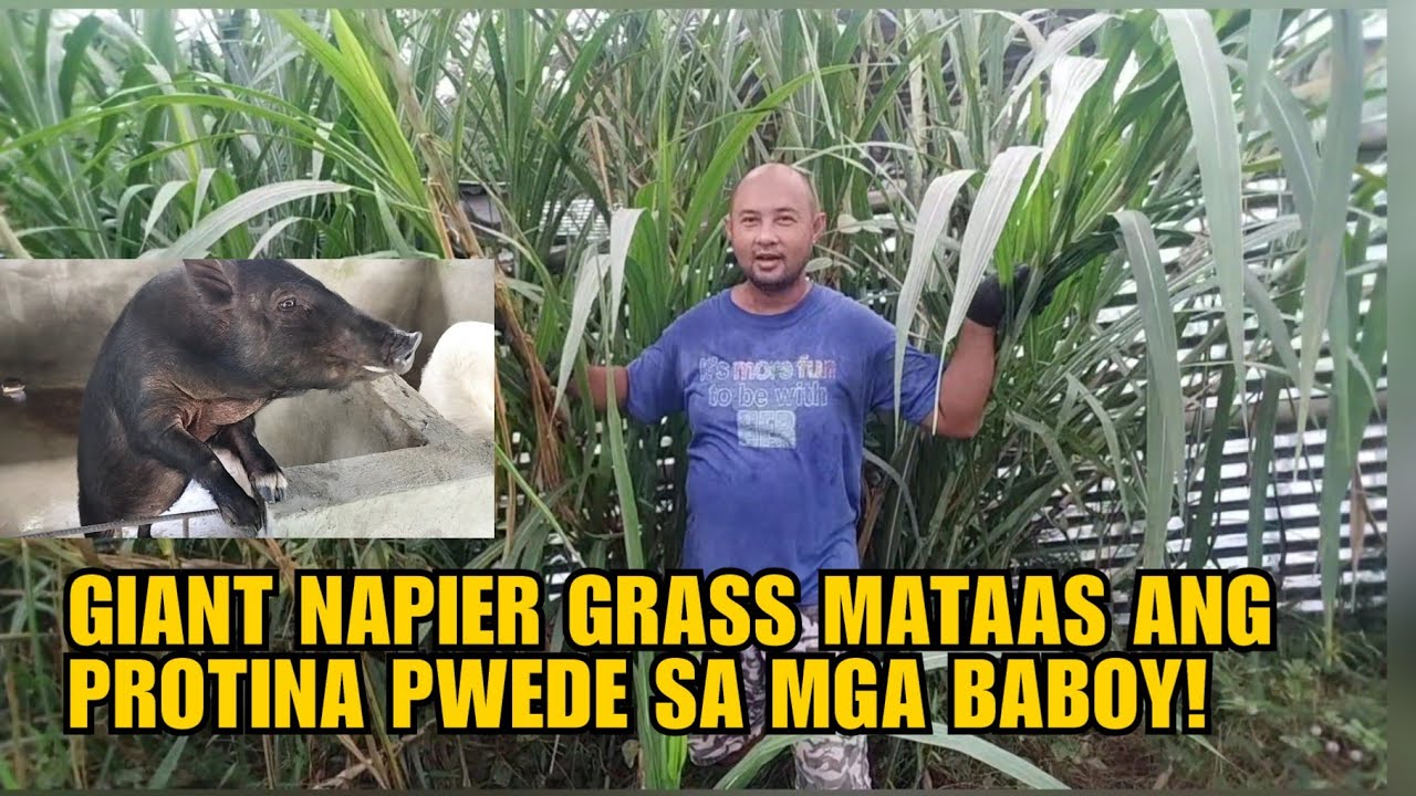 GIANT NAPIER GRASS MATAAS ANG PROTINA PWEDE SA MGA BABOY!