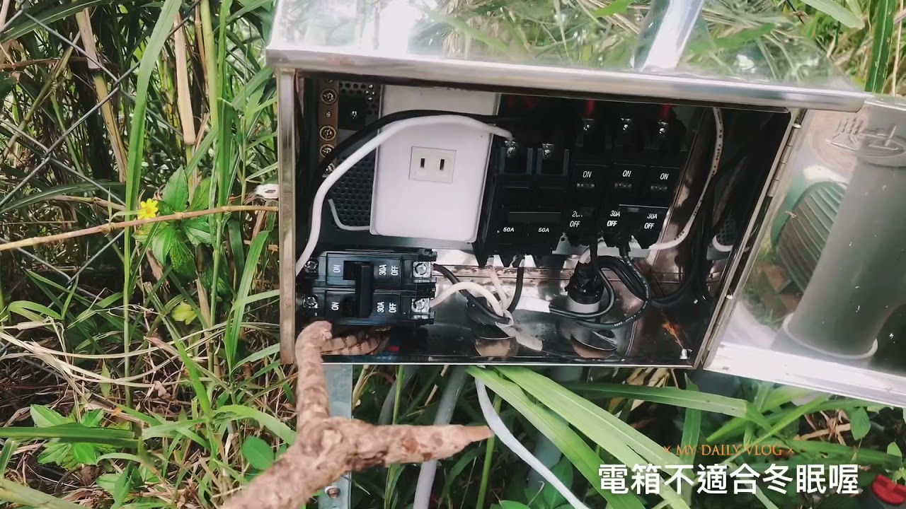 家長是有名的龜殼花⋯⋯