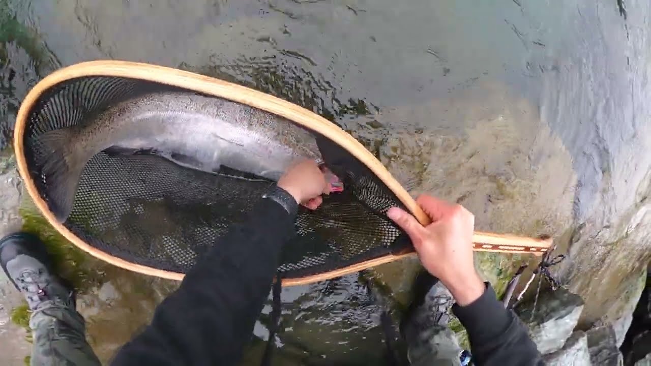 Steelhead #1 Chilliwack River / Vedder River BC - Hookset 3:47 - 2024/2025 Season
