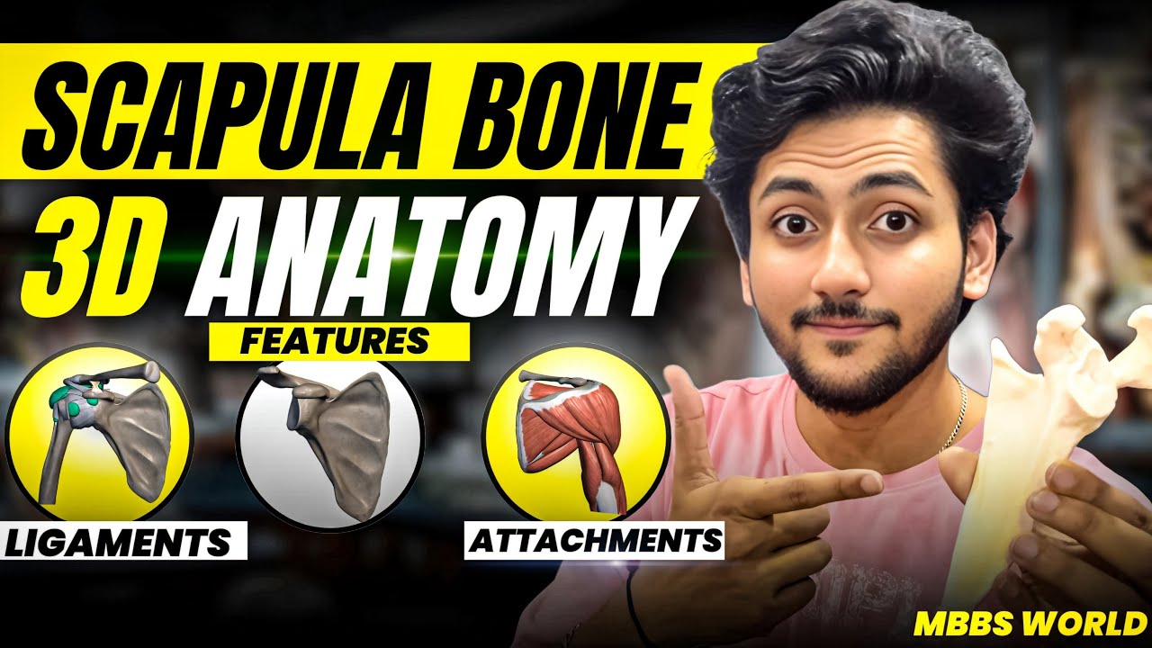 Scapula Bone Anatomy 3D - Upper Limb | Attachments of Scapula , Ligaments & Features | MBBS World