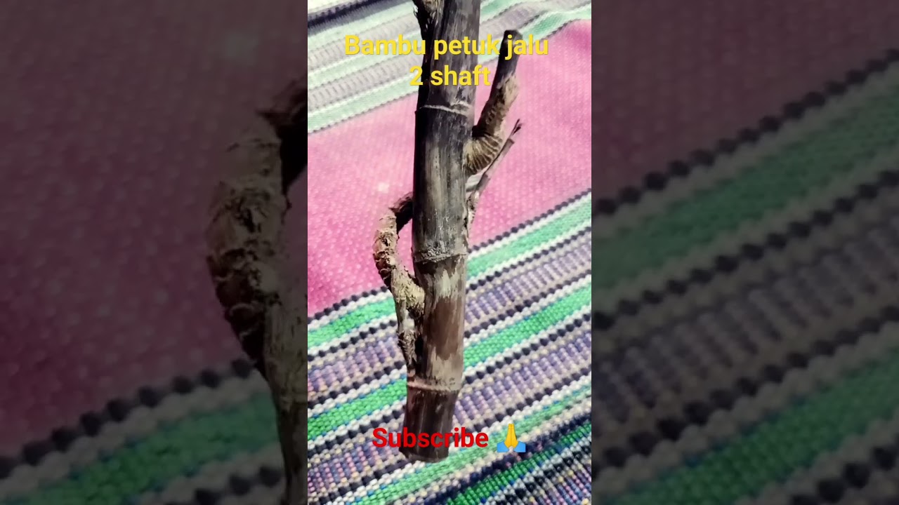 Bambu petuk jalu#shortvideo #bambu unik