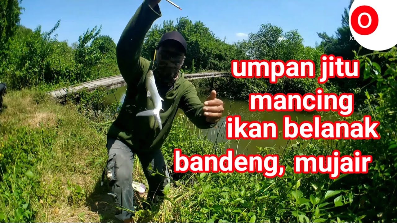 umpan jitu mancing ikan belanak, mujair, bandeng liar