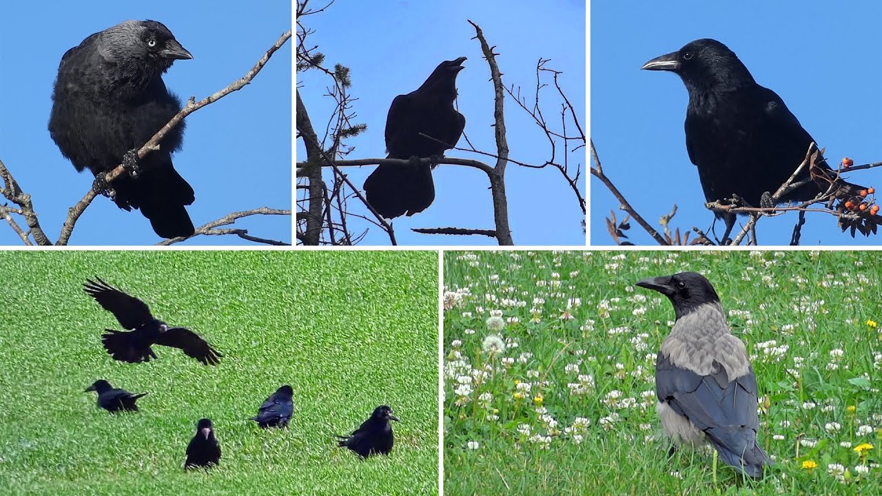 Compare Calls - Rook, Raven, Carrion Crow, Hooded Crow, Jackdaw