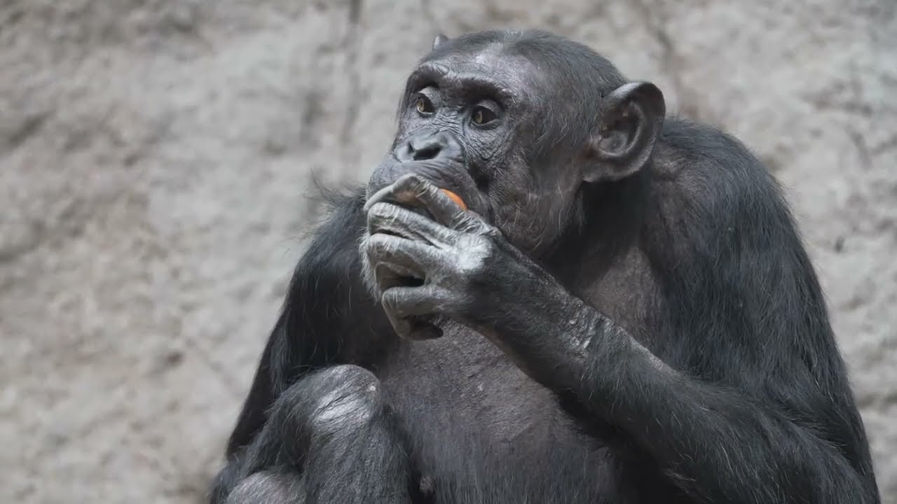 Chimpanzee group video,schimpansen Pongoland,Zoo Leipzig Video,