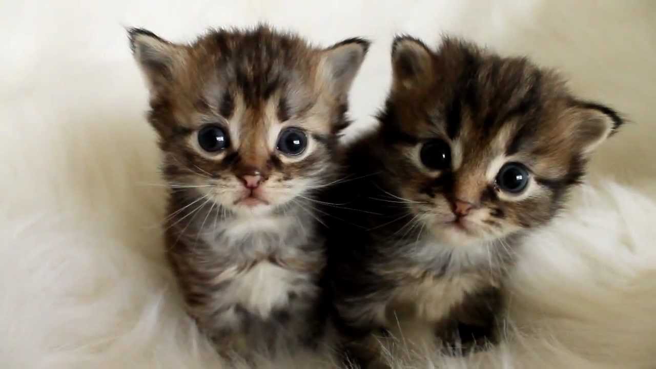 3 week old Siberian kittens