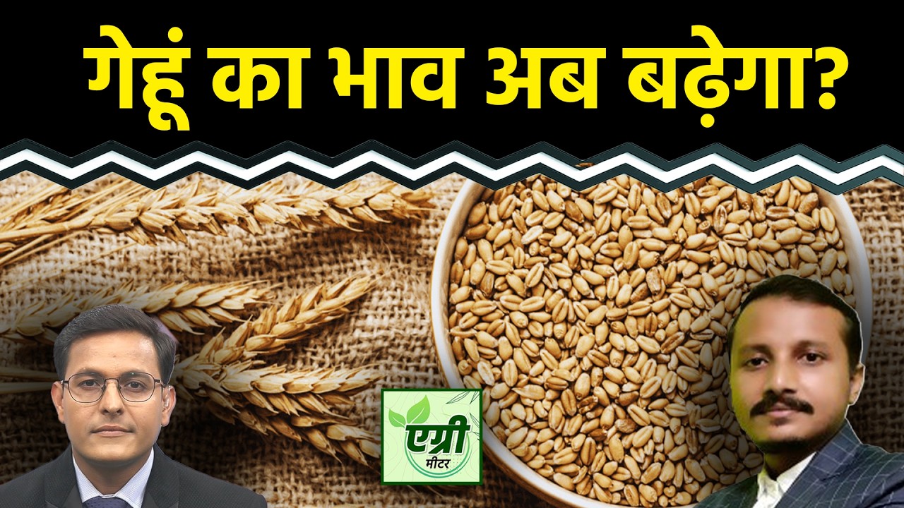 Commodity Market : गेहूं की कीमतों में क्या तेजी आ सकती है? Wheat | Agri Commodity