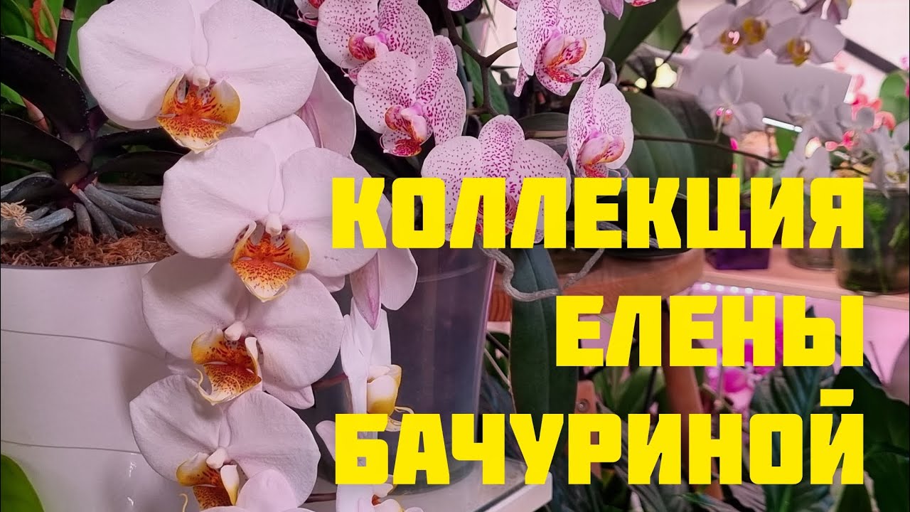 Коллекция Елены Бачуриной. Гостевое видео.