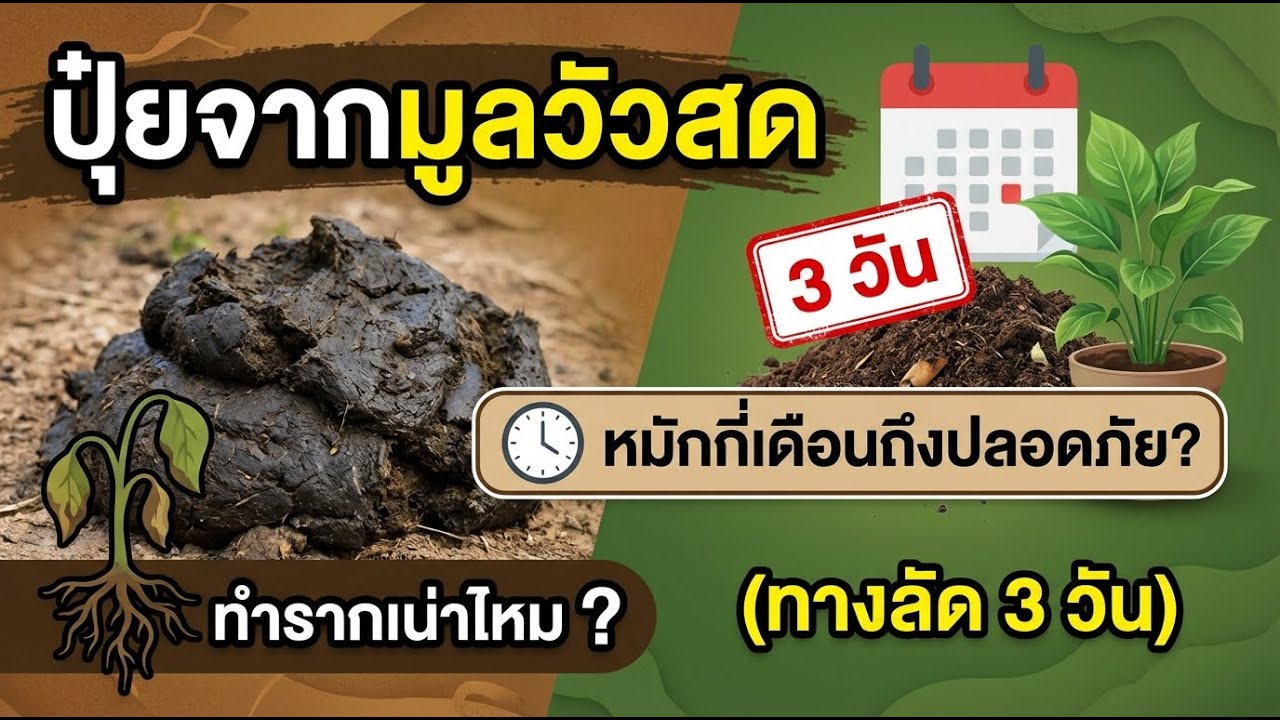 มูลวัวสดทำรากพืชตายจริงหรือ? วิธีหมักให้ปลอดภัยใน 3 วัน (เคล็ดลับเร็ว)