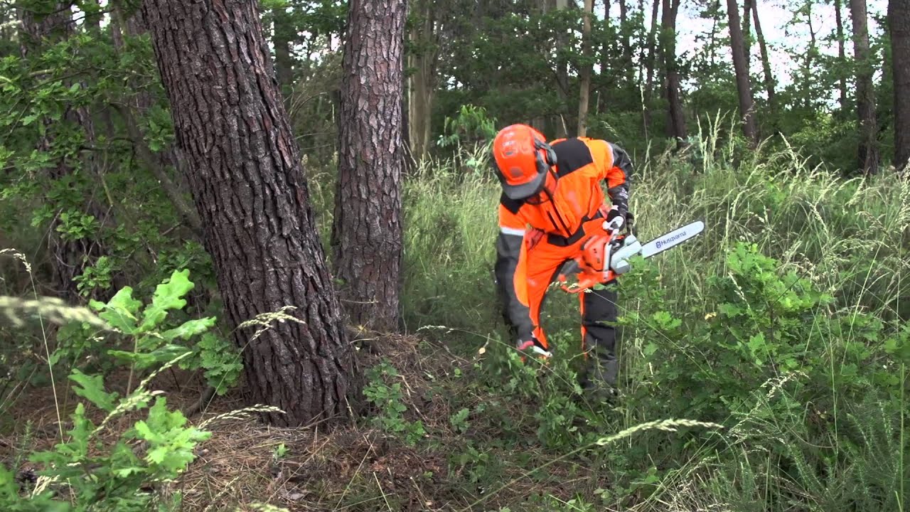 Trabajar con Motosierras: Tala de árboles. Preparación del árbol antes de la tala | Vídeo 13