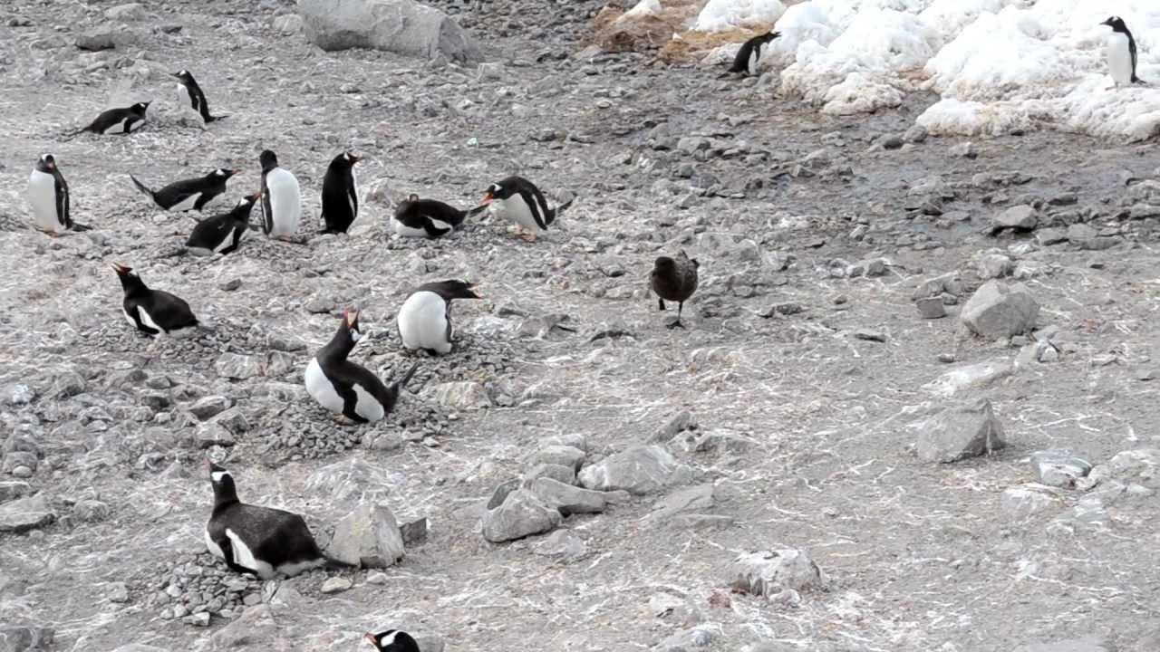 Skua attacks penguin, steals chicks and eats them whole (graphic)