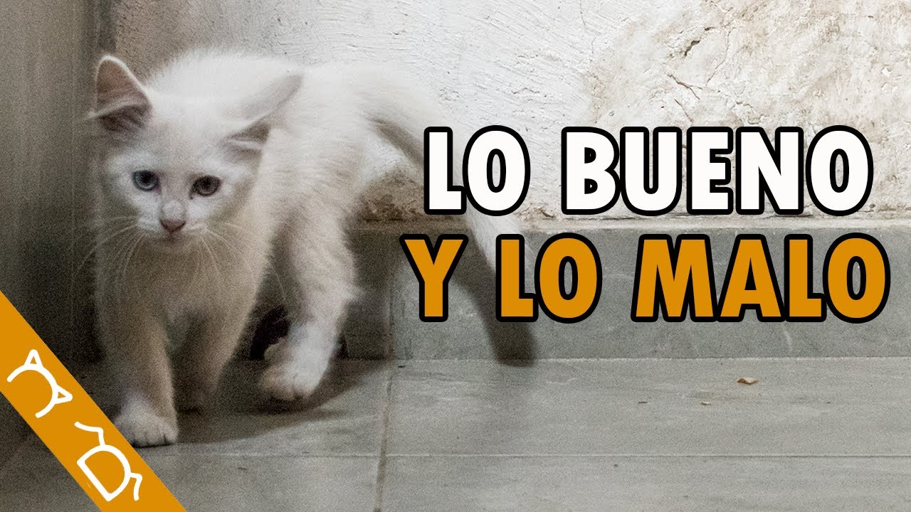 10 Ventajas Y Desventajas De Tener Un Gato En Casa | Pros Y Contras