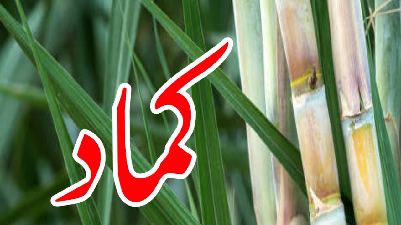 Sugarcane crop management complete guide #sugarcane