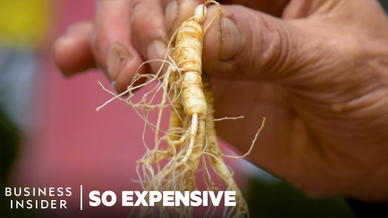 Why Wild Ginseng Is So Expensive | So Expensive | Business Insider
