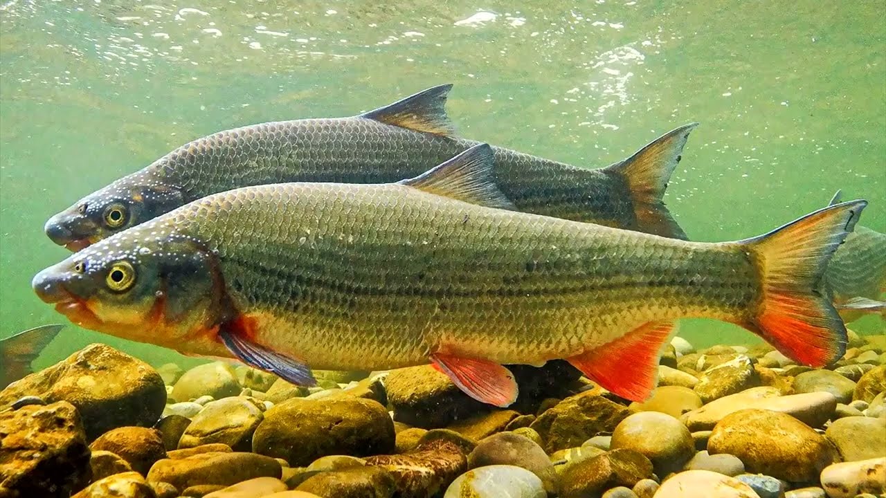 Какие водоёмы предпочитает Обыкновенный подуст (Common nase) &mdash; Chondrostoma nasus (Linnaeus, 1758) ?