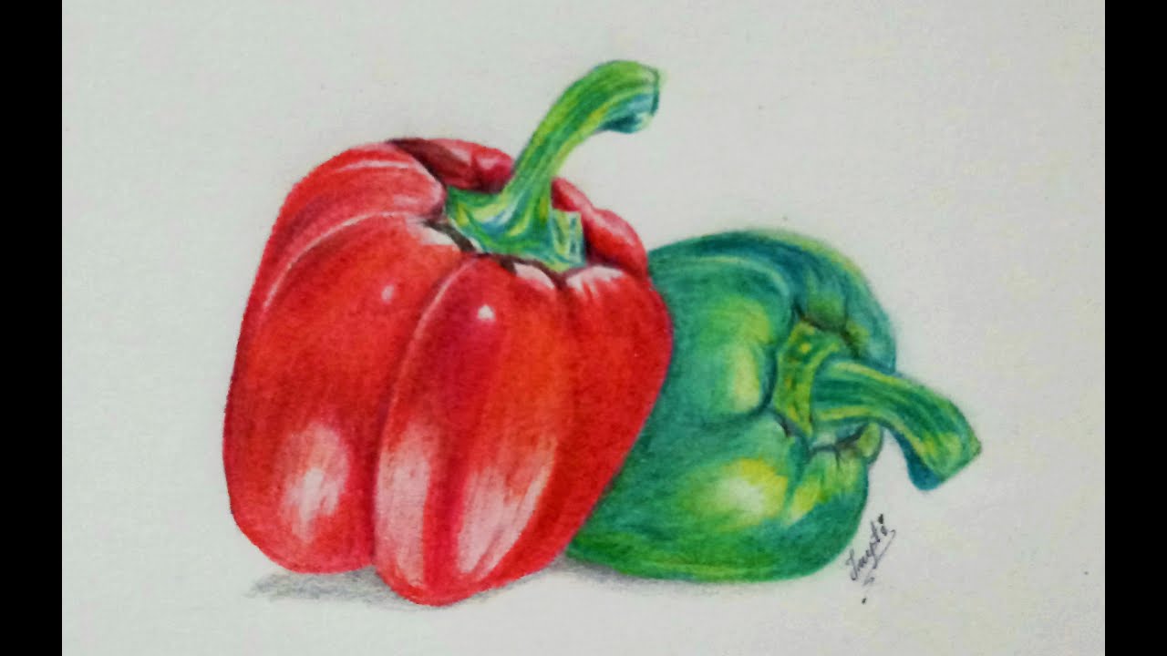 Drawing a Bell Pepper in Colored Pencils | How to Draw Capsicum | Step by Step Drawing for Beginners