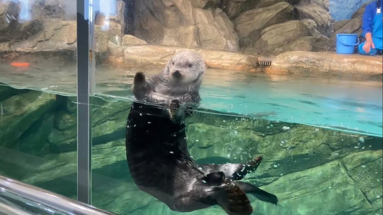ラッコのリロくん、シャッターチャンス　マリンワールド海の中道　Shutter Chance Sea otter