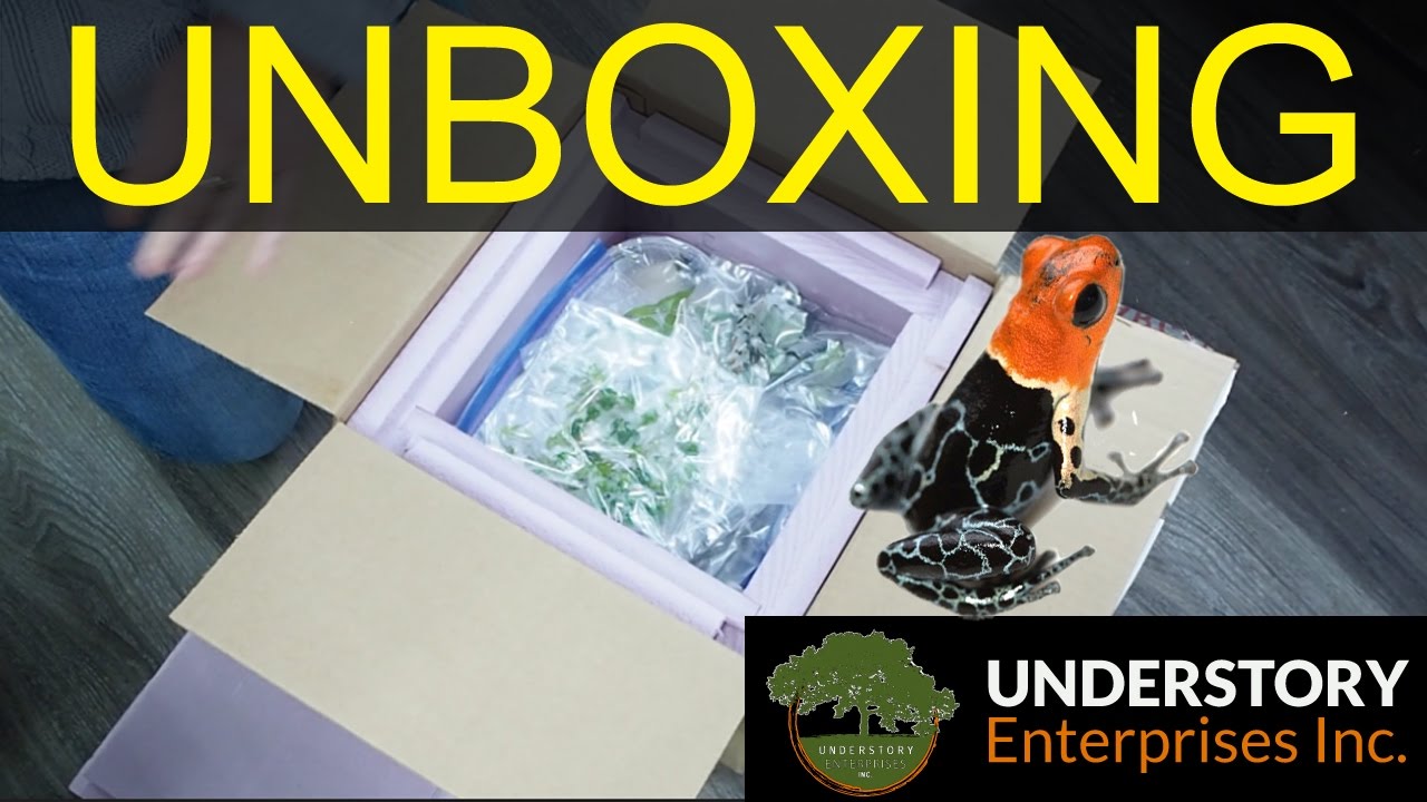 Huge Dart Frog Unboxing!! (Understory Enterprises)