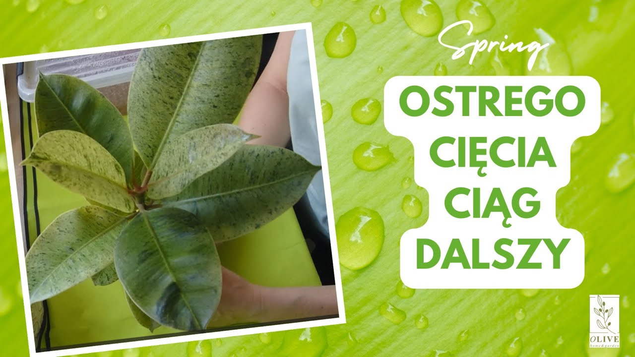 Ostre cięcie cz.2 | Syngonium emerald gem, fikus moonshine, monstera peru cięcie i ukorzenianie