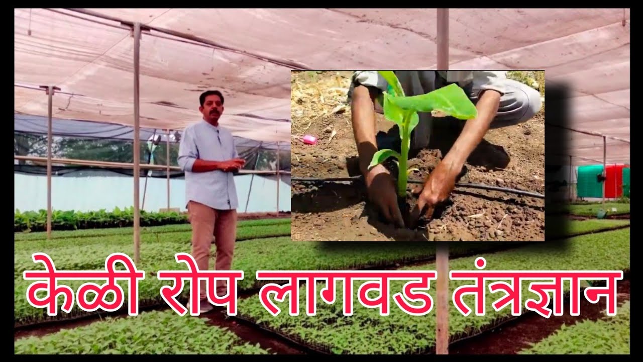 केळी रोप लागवड तंत्रज्ञान|भारत कृषी उद्योग|