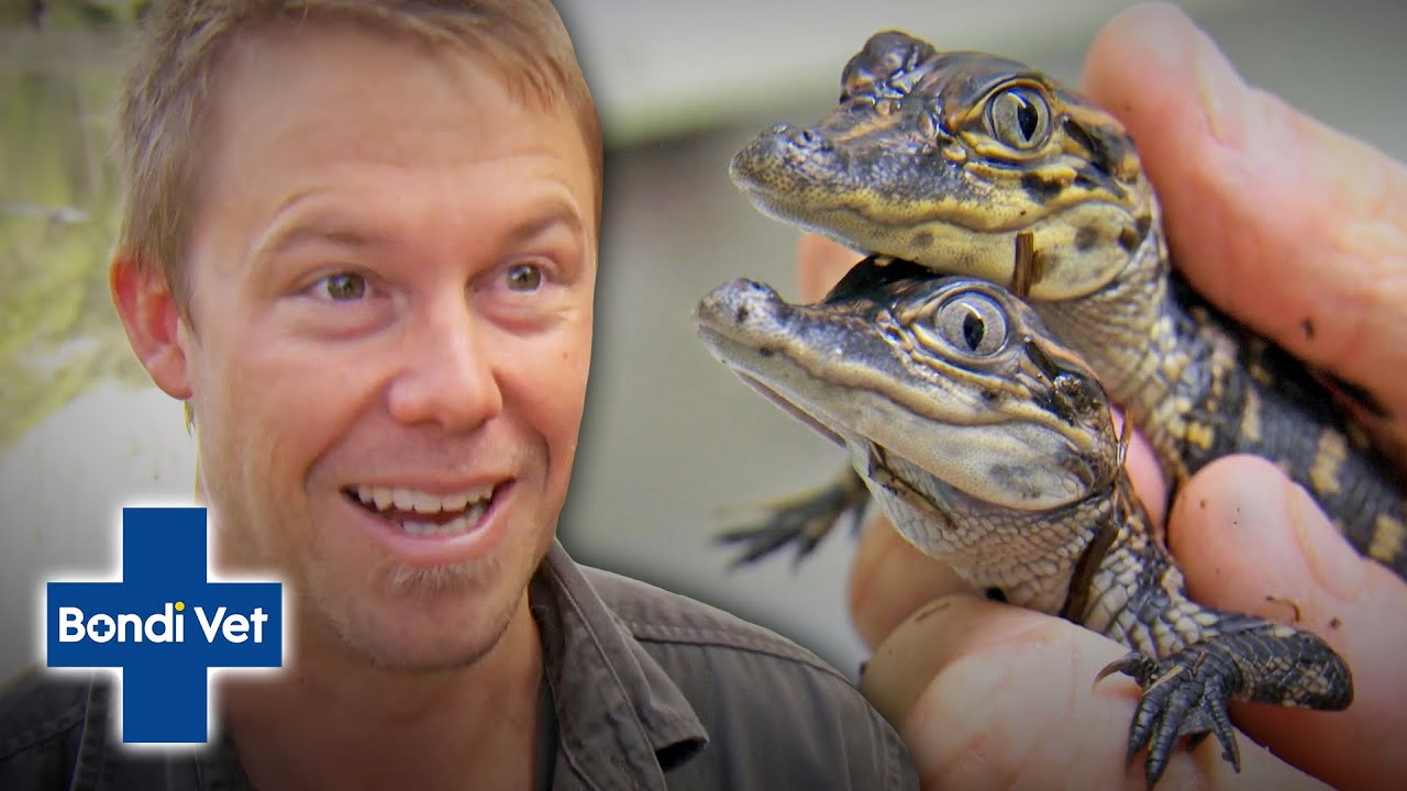 Tim Faulkner Raids Alligator Nest And Incubates 42 Eggs! | Bondi Vet