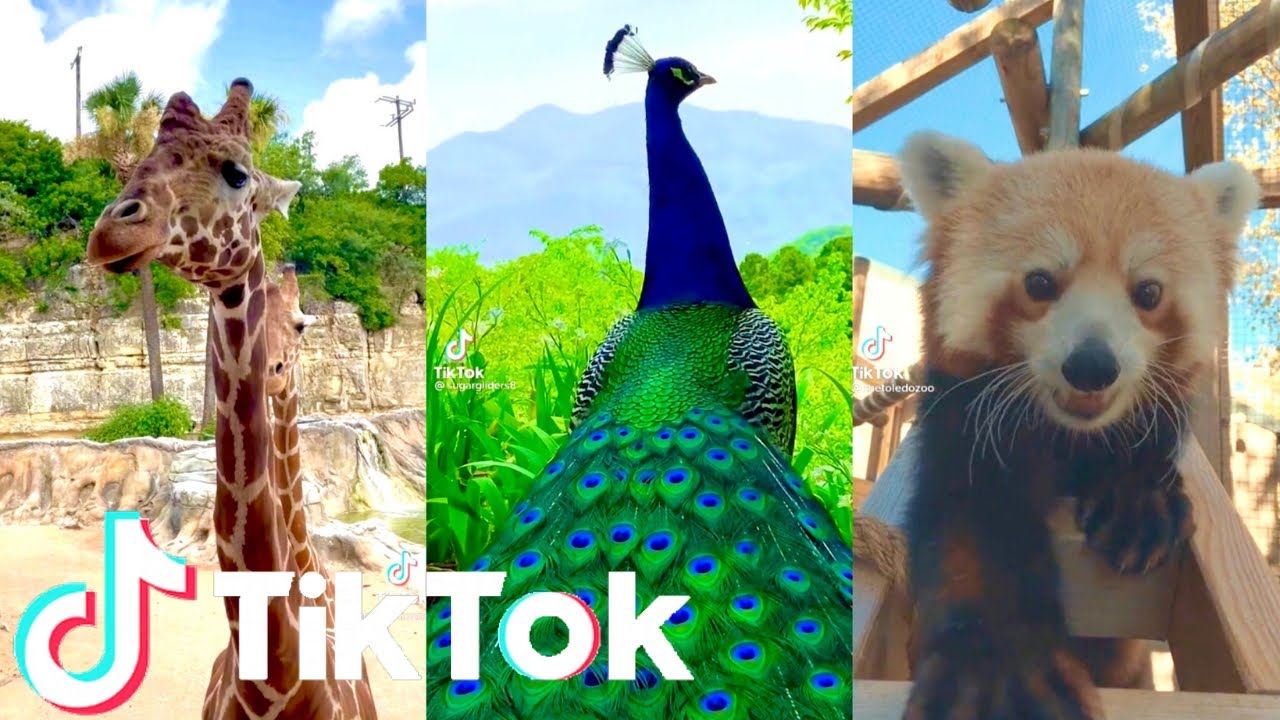 Amazing Cute Animals in the ZOO🦓 - zoo animal compilation 🥰 | Tik Tok Animals #2