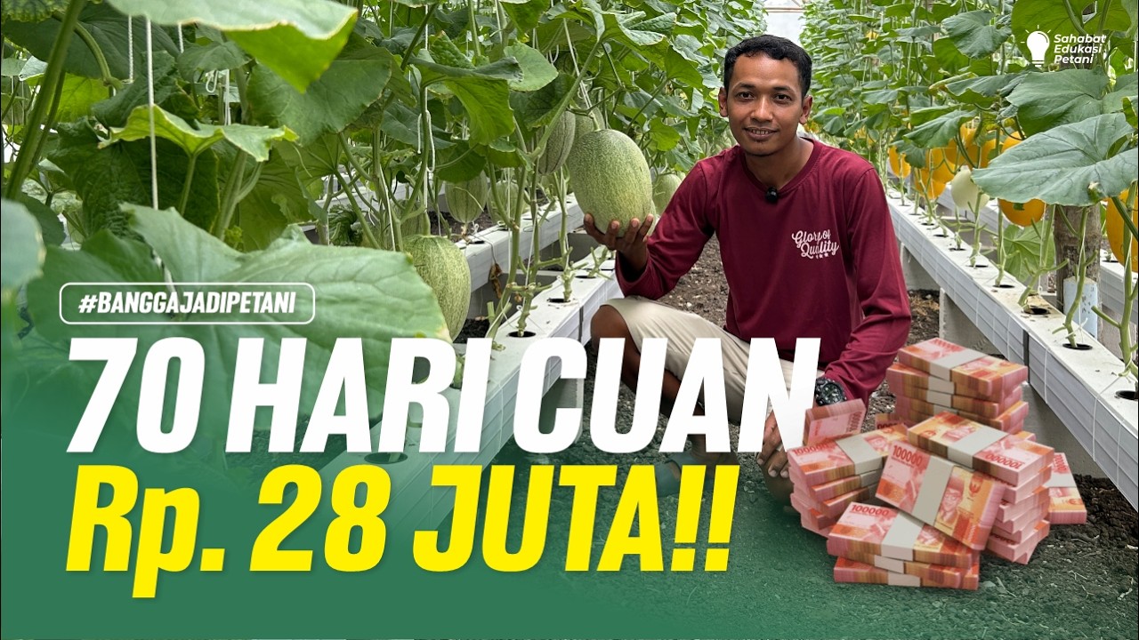 PETANI NAIK KELAS‼️70 HARI BUDIDAYA MELON HIDROPONIK CUAN 28 JUTA‼️