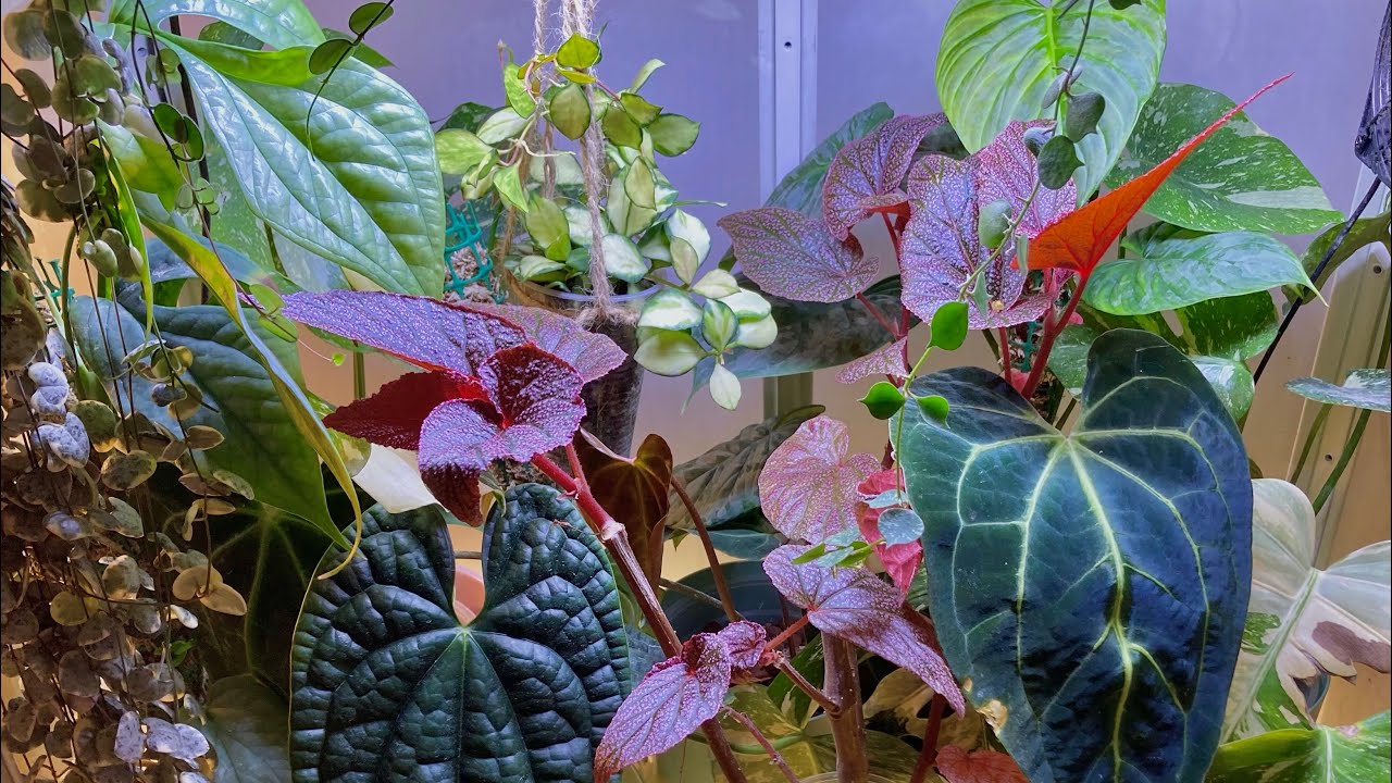 Przegląd roślinnej witryny🪴anthurium, hoye, philodendrony, begonie i inne cuda ✨