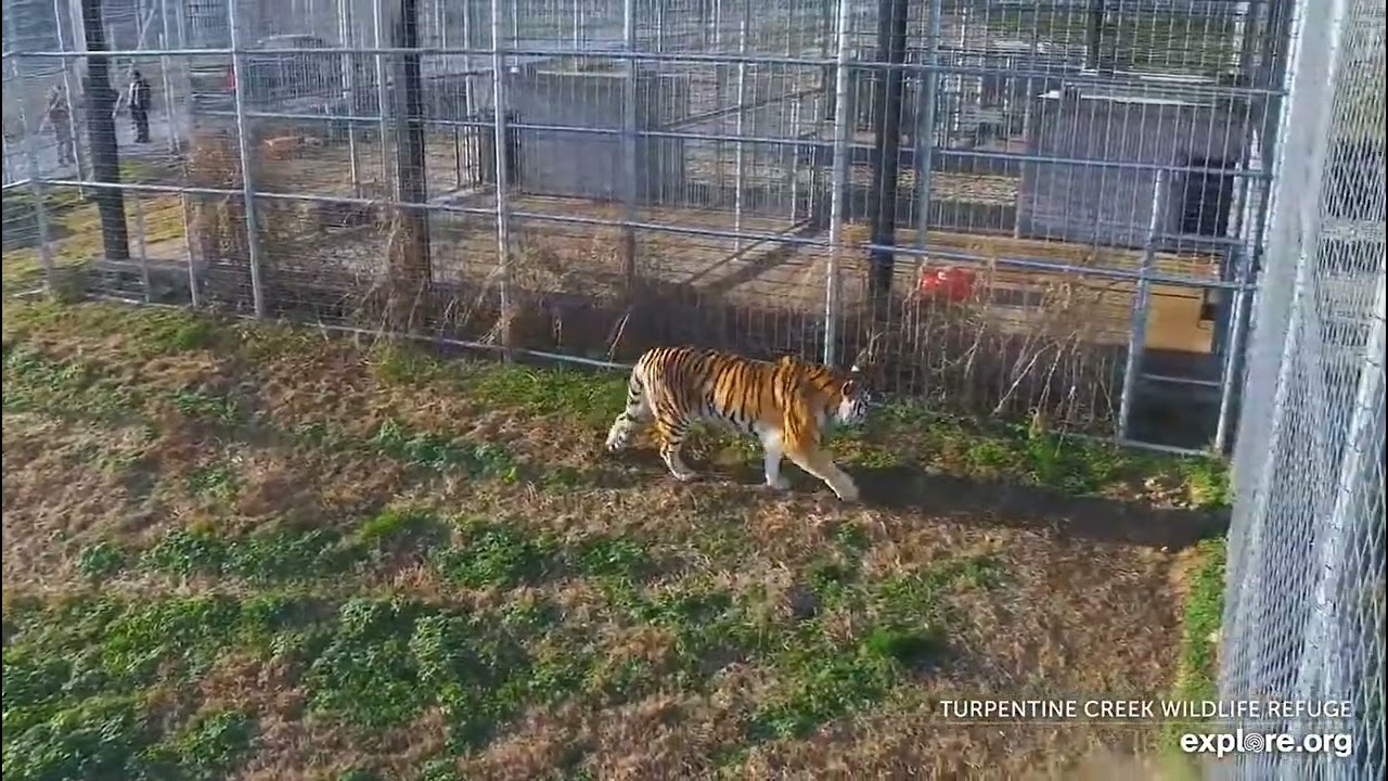 Galloping Dutchess !! It's breakfast time !